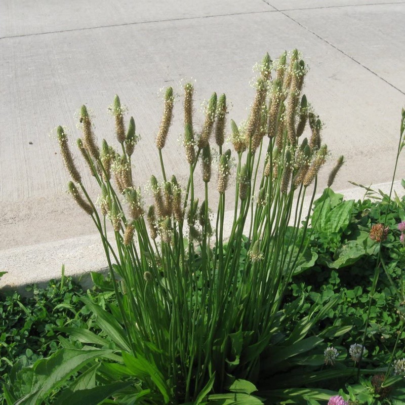 Sementes de Língua de ovelha (Plantago lanceolata)