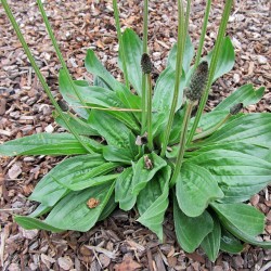 Price: €1.25 - Πεντάνευρο Σπόροι (Plantago Lanceolata) - 