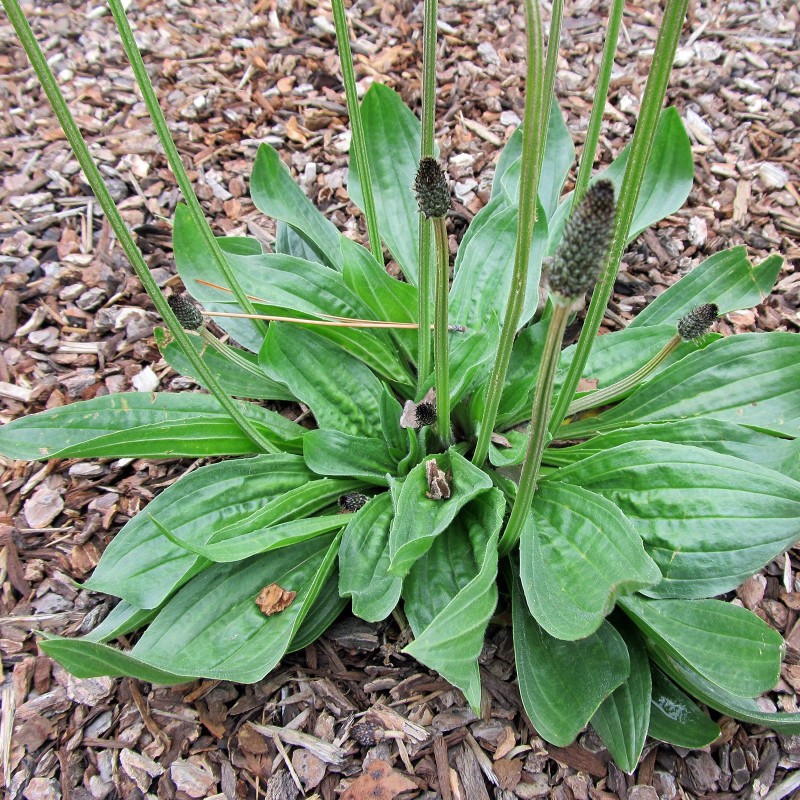 Sementes de Língua de ovelha (Plantago lanceolata)