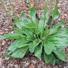 Sementes de Língua de ovelha (Plantago lanceolata)