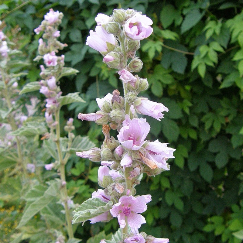 Beli slez seme (Althaea officinalis)