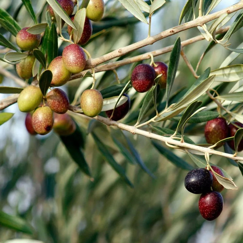 Grainesd de Kalamata Olivier Variété de Grèce (Olea europaea)