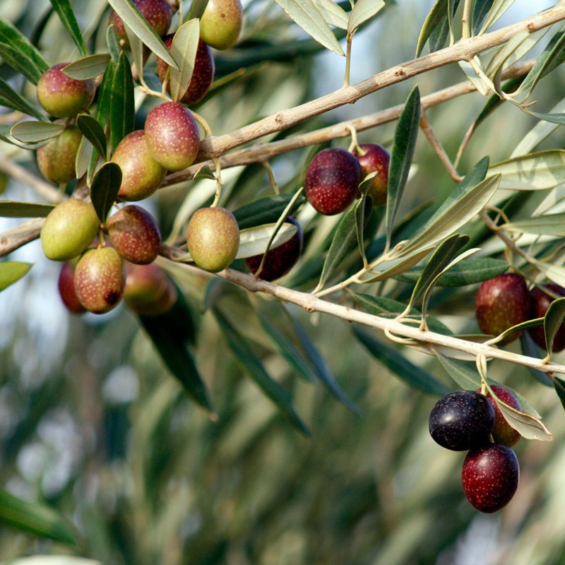 Price: €1.95 - Kalamata Olivträd frön Grekland variation (Olea europaea) - 