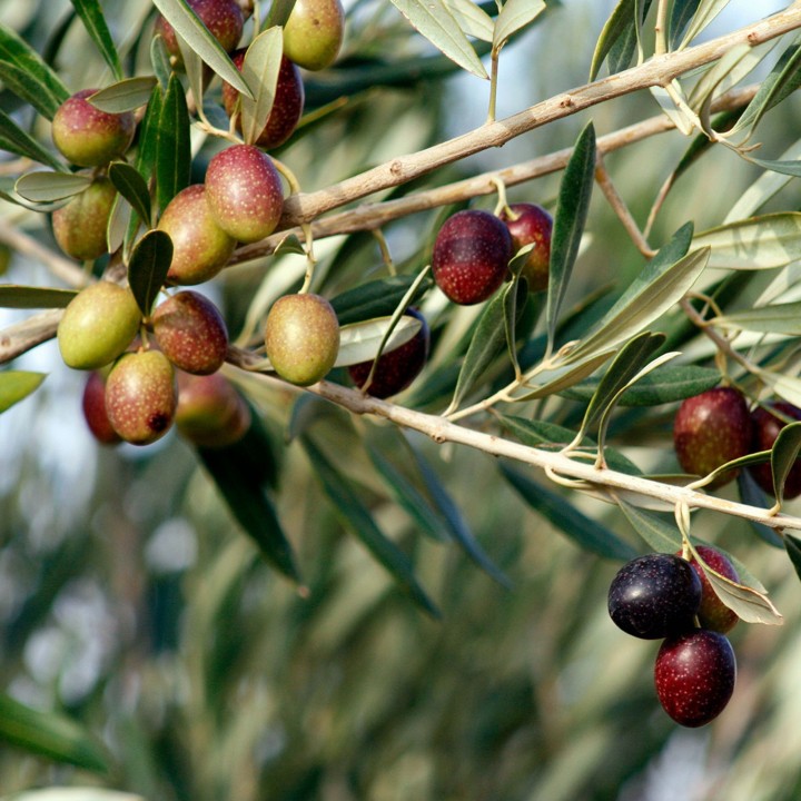 Nasiona drzewa oliwnego - odmiana grecka (Olea europaea) - 228.714671