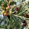Price: €1.95 - Kalamata Olive tree seeds Greece variety (Olea europaea) - 