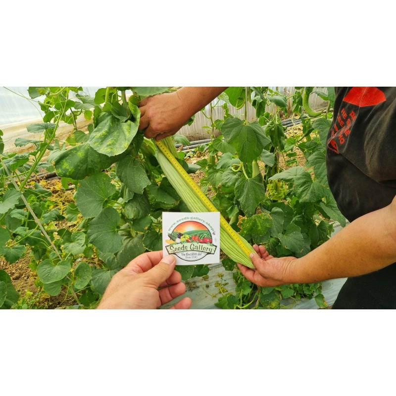 Gurka Frön Armeniska Meter Långa