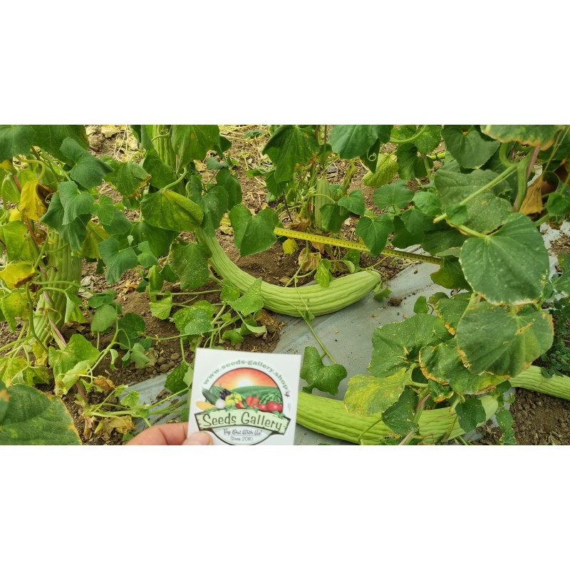 Semillas Pepino Armenio - Alficoz - Extra Largo