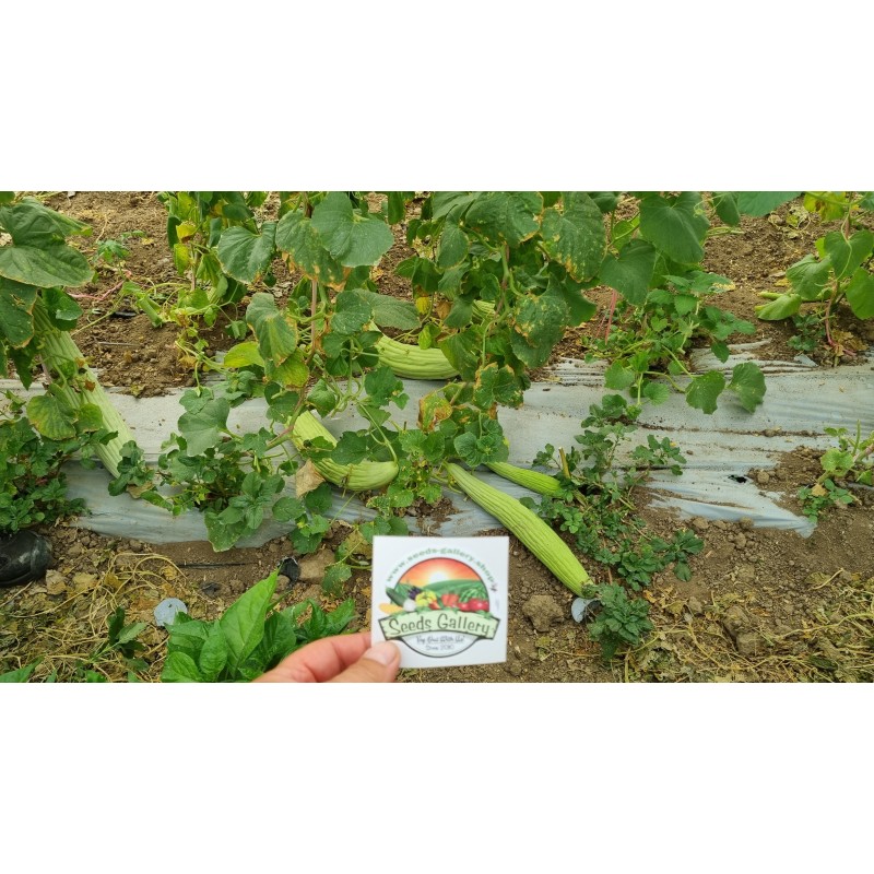 Graines de concombre Arménien | 3,95 €
