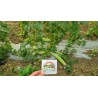 Gurka Frön Armeniska Meter Långa | 3,95 €