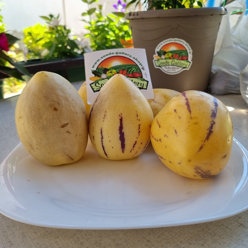Price: €2.95 - Birnenmelone Pepino Samen (Solanum muricatum) - Seeds Gallery