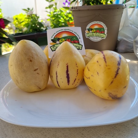 Price: €2.95 - Birnenmelone Pepino Samen (Solanum muricatum) - Seeds Gallery