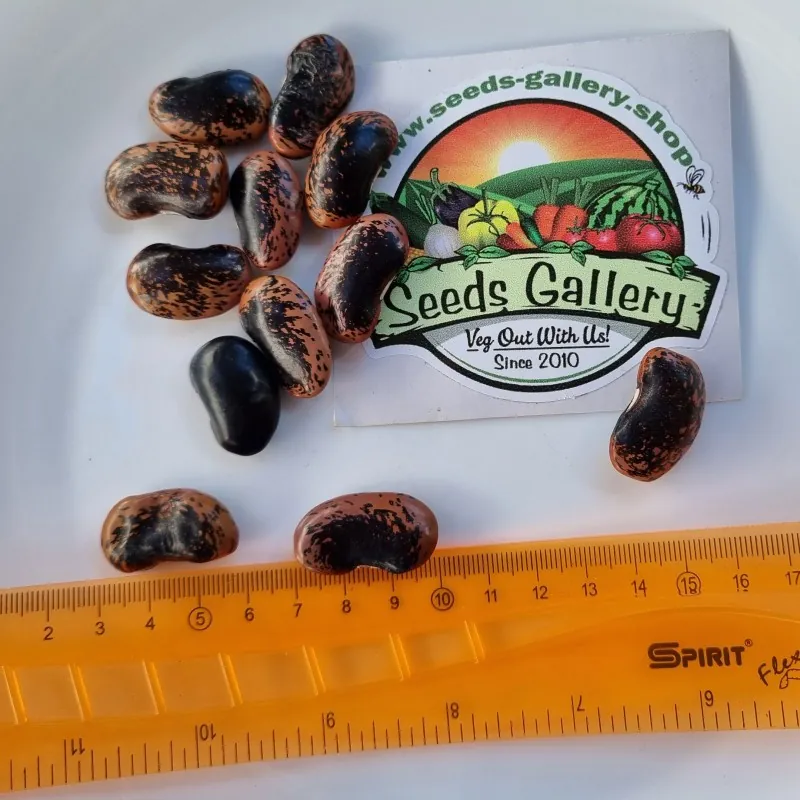 Fassolia Gigantes - Elefantes Kastorias Beans Seeds