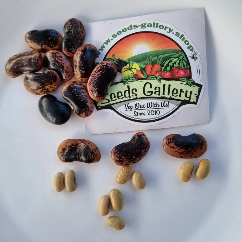 Fassolia Gigantes - Elefantes Kastorias Beans Seeds