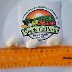 Price: €1.85 - Beli dzinovski pasulj seme Fasolia Gigantes - Seeds Gallery