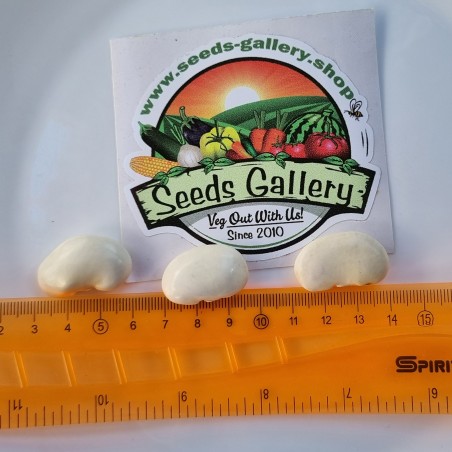 Price: €1.85 - Semillas de frijoles blancas gigantes Fasolia Gigantes - Seeds Gallery