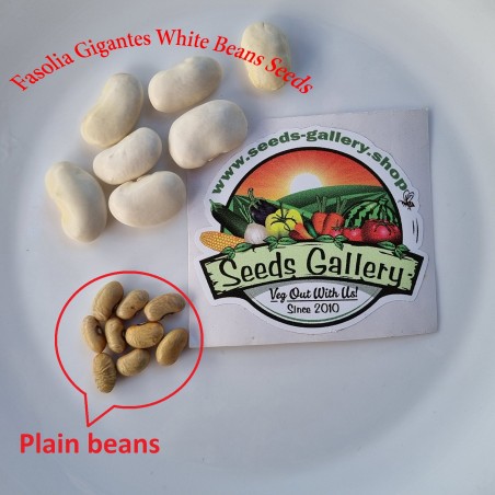 Price: €1.85 - Semillas de frijoles blancas gigantes Fasolia Gigantes - Seeds Gallery