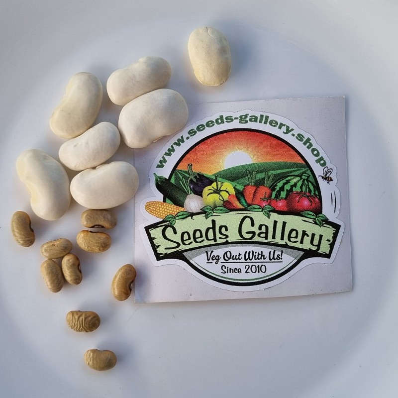 Price: €1.85 - Semillas de frijoles blancas gigantes Fasolia Gigantes - Seeds Gallery