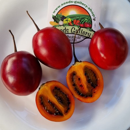 Price: €1.5 - Graines Tamarillo, Tomates en Arbre -