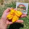 Price: €1.85 - Graines piment Habanero rouge, jaune, orange - Seeds Gallery