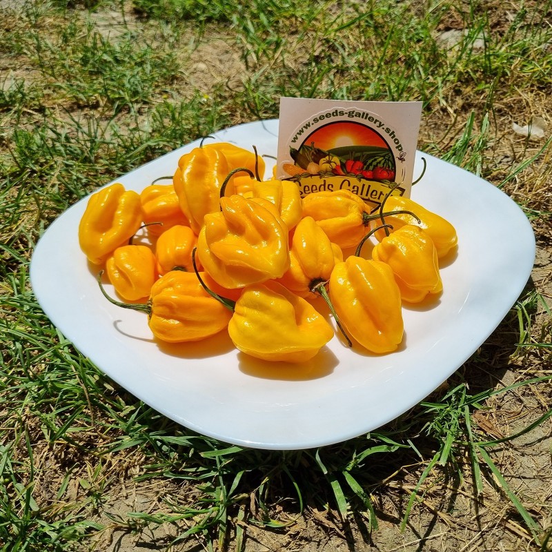 Price: €1.85 - Graines piment Habanero rouge, jaune, orange - Seeds Gallery