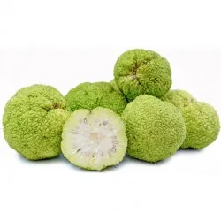 Price: €1.95 - Osage Orange Seeds (Maclura pomifera) - 