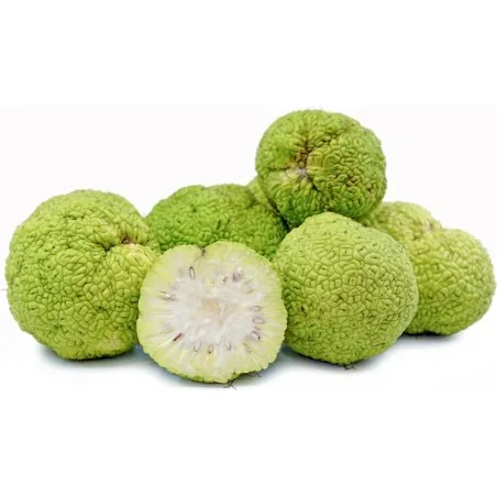 Graines de Oranger des Osages (Maclura pomifera)
