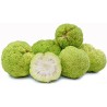 Sementes de Laranjeira-de-osage (Maclura pomifera)