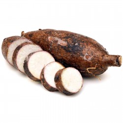 Price: €4.95 - Sementes de Mandioca, Tapioca Aipim (Manihot esculenta) - 