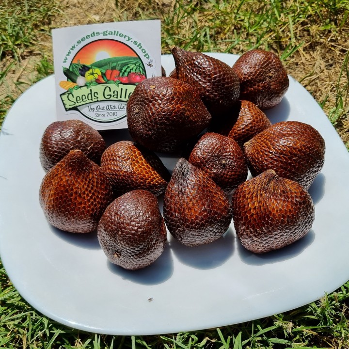 Exotic Snake Fruit Salak Seeds (Salacca edulis) - 7