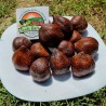 Price: €7 - Semi Di Salak - Frutto Serpente - 