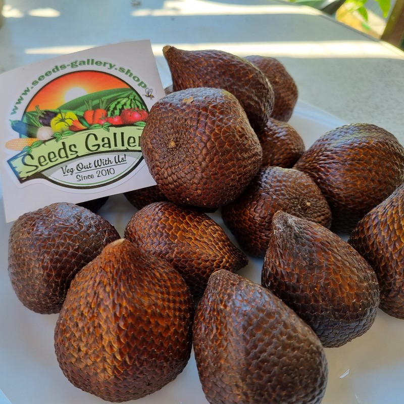 Price: €7 - Salakpalme - Schlangen frucht Samen Exotische Fruchte - 