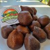 Price: €7 - Salak - Ormägg Frön - 