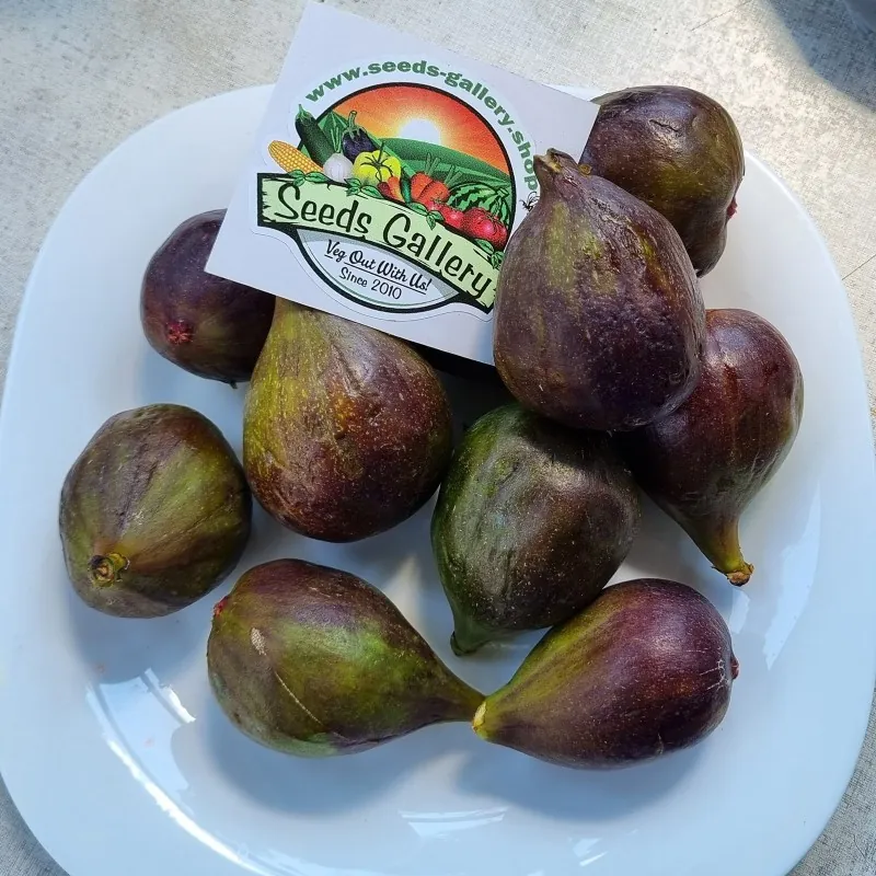 Royal Black Greek Fig Seeds - Vasilika Mavra