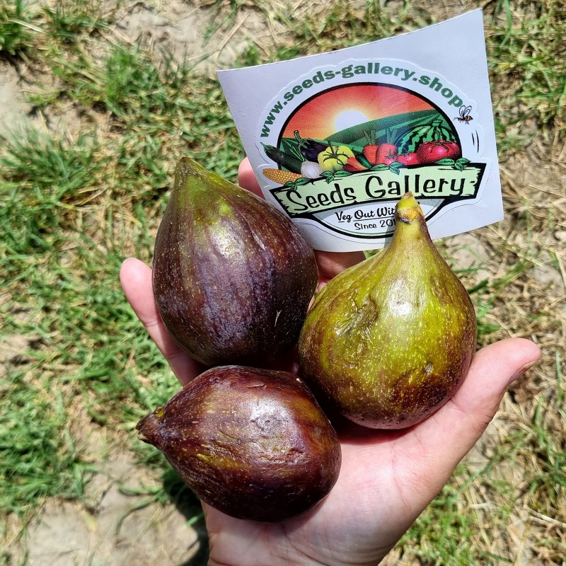 Price: €2.15 - Griechische Feigensamen Royal Black - Seeds Gallery