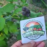 Price: €2.25 - Black Raspberry Seeds (Rubus occidentalis) - Seeds Gallery