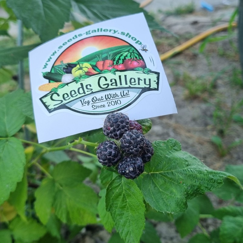 Price: €2.25 - Black Raspberry Seeds (Rubus occidentalis) - Seeds Gallery