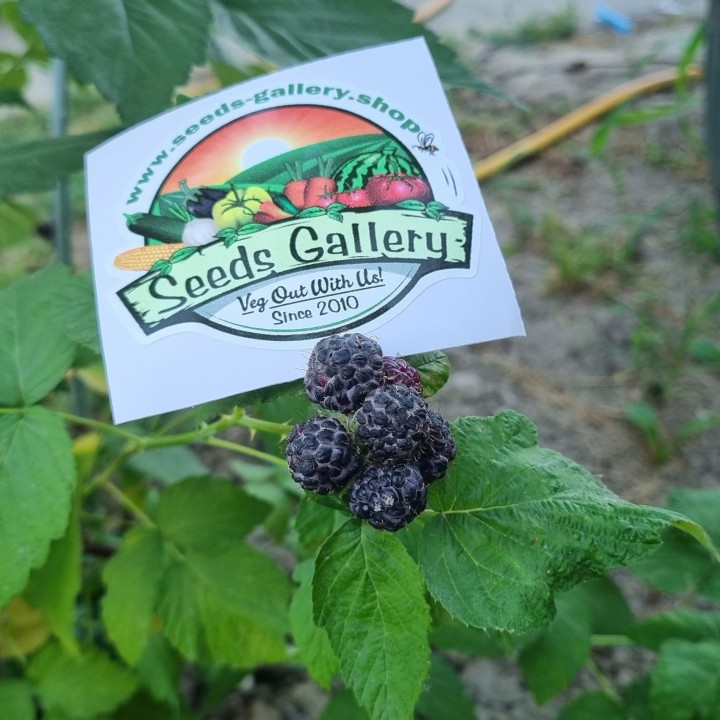 Black Raspberry Seeds (Rubus occidentalis) - 2.025