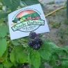 Black Raspberry Seeds (Rubus occidentalis)