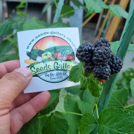 Semillas de Frambuesa Negra (Rubus occidentalis)