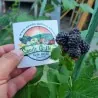 Black Raspberry Seeds (Rubus occidentalis)