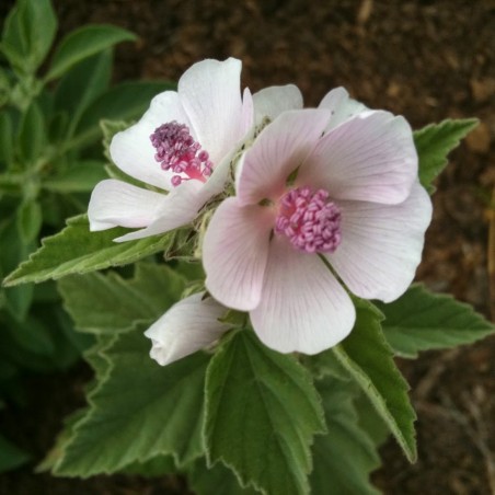 Beli slez seme (Althaea officinalis)