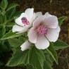 Orvosi ziliz mag (Althaea officinalis)