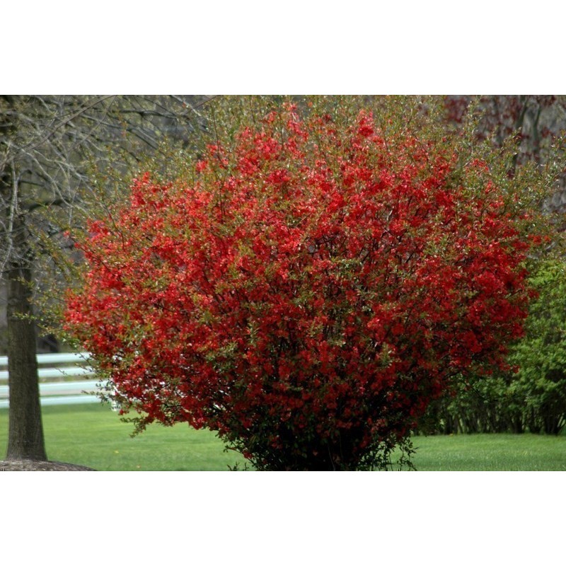 Price: €2.45 - Rosenkvitten frön (Chaenomeles Japonica) - 
