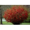 Price: €2.45 - Rosenkvitten frön (Chaenomeles Japonica) - 
