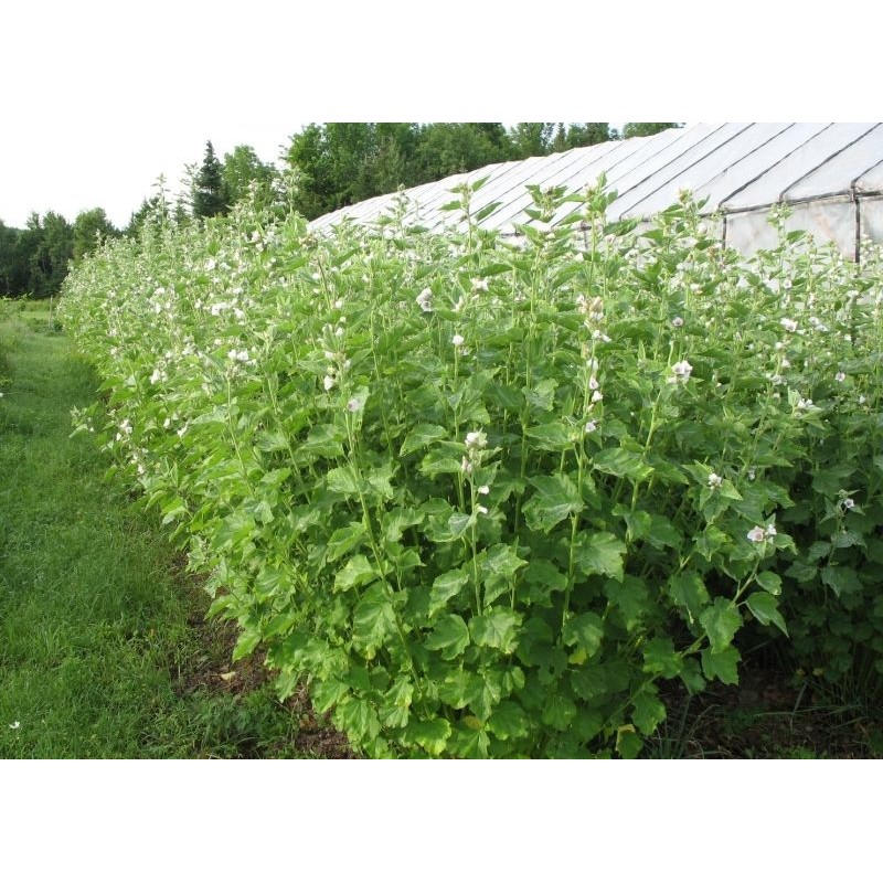Σπόρος Αλθαία (Althaea officinalis)