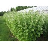 Beli slez seme (Althaea officinalis)