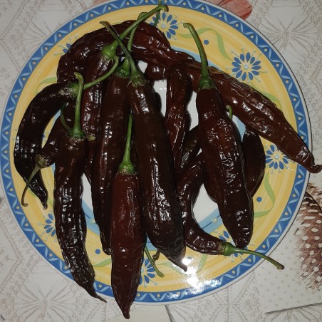 Price: €1.95 - Chili Samen Aji Panca - Aji Brown - Seeds Gallery