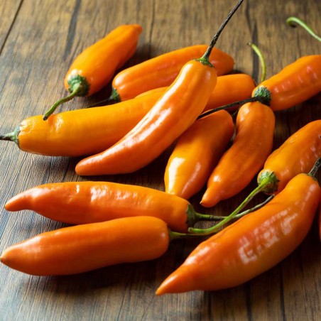 Sementes de pimenta Aji Amarillo