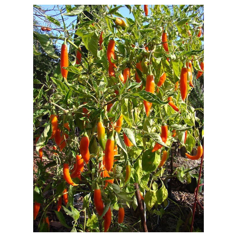 Sementes de pimenta Aji Amarillo