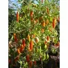 Aji Amarillo - Peruvian Chili Pepper Seeds